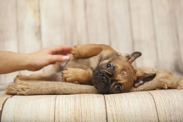 Cute Francuski Bulldog Szczeniak Studio — Zdjęcie stockowe