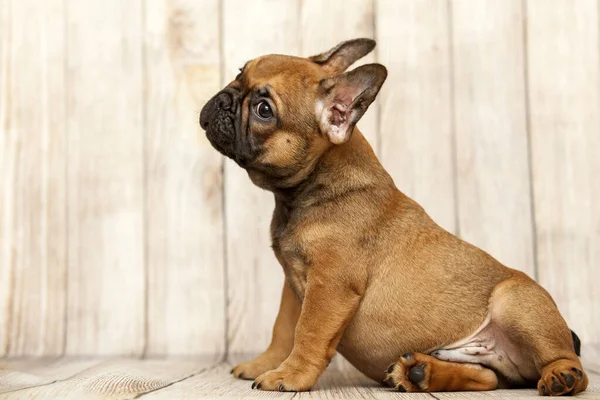 Cute French Bulldog Puppy Studio — Stock Photo, Image