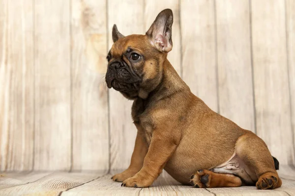 かわいいですフランス語ブルドッグ子犬でスタジオ — ストック写真