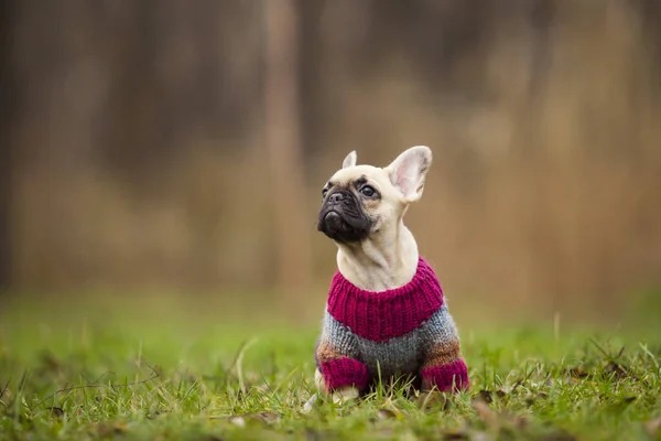 Lindo Francés Bulldog Cachorro Aire Libre — Foto de Stock