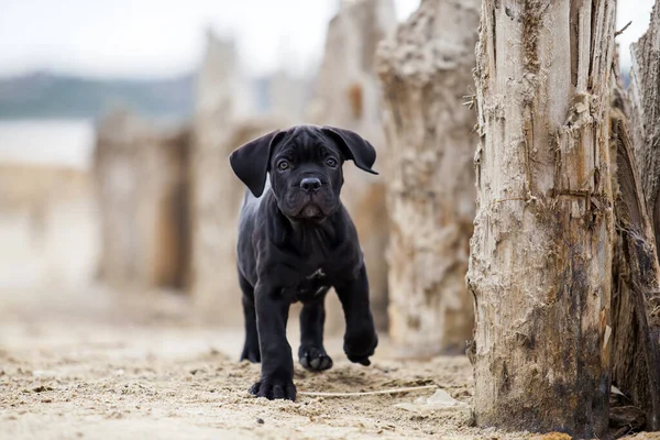 Leuke Puppy Cane Corso Outdoor — Stockfoto