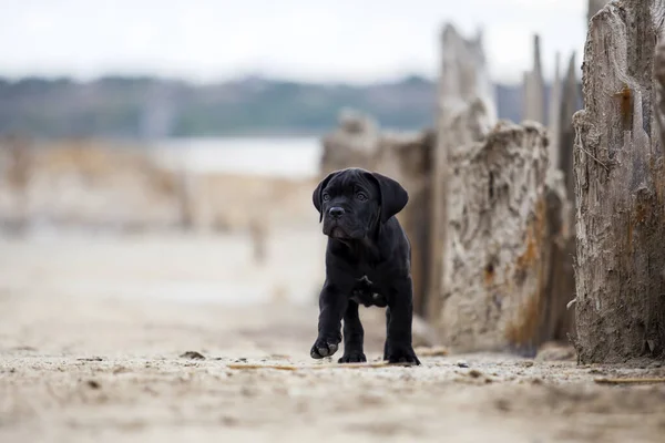 Leuke Puppy Cane Corso Outdoor — Stockfoto