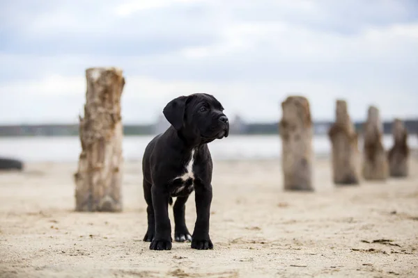 Leuke Puppy Cane Corso Outdoor — Stockfoto