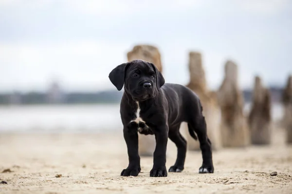 Leuke Puppy Cane Corso Outdoor — Stockfoto