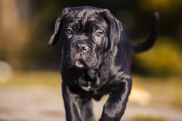 Lindo Cachorro Bastón Corso Aire Libre —  Fotos de Stock