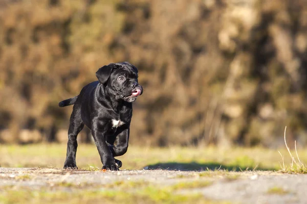 Şirin Puppy Cane Corso açık havada
