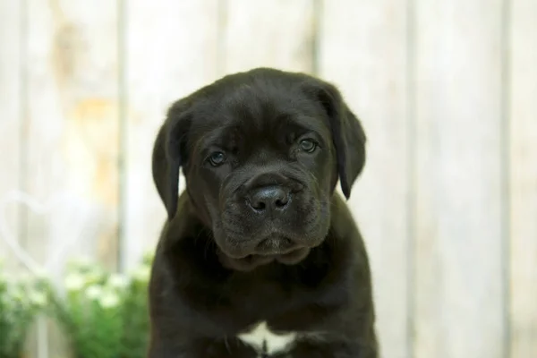 Cute Puppy Cane Corso Студии — стоковое фото