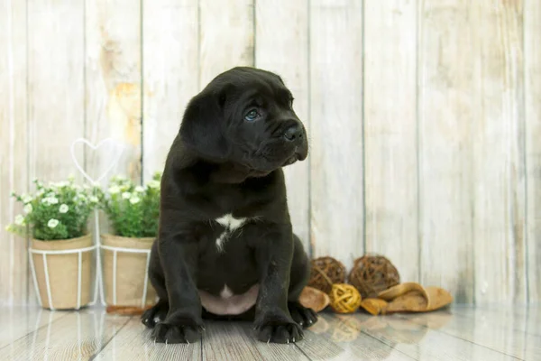Cute Puppy Cane Corso Студии — стоковое фото