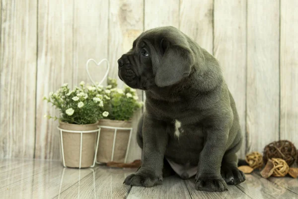 Cute Puppy Cane Corso Студии — стоковое фото