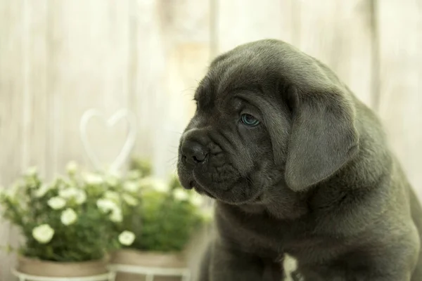 Cute Puppy Cane Corso Studio — Zdjęcie stockowe