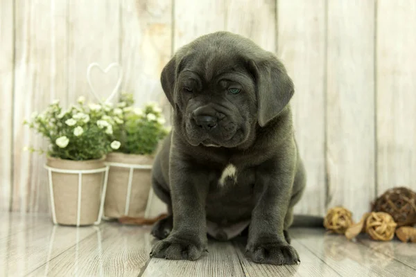 Cute Puppy Cane Corso Студии — стоковое фото