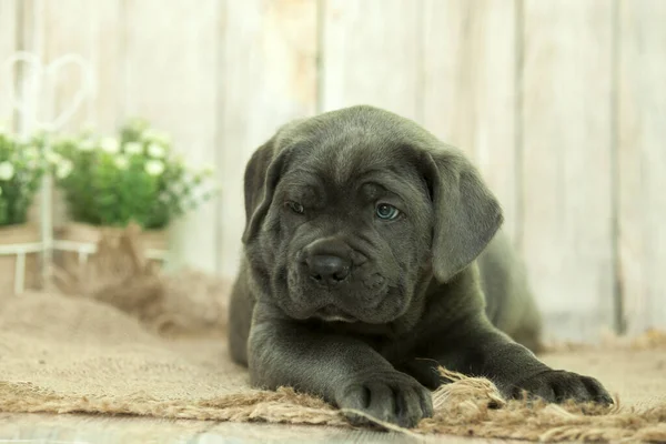 Bonito Filhote Cachorro Cana Corso Estúdio — Fotografia de Stock