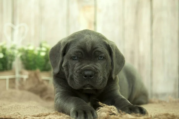 Bonito Filhote Cachorro Cana Corso Estúdio — Fotografia de Stock