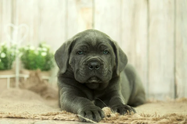 Cucciolo Carino Cane Corso Studio — Foto Stock