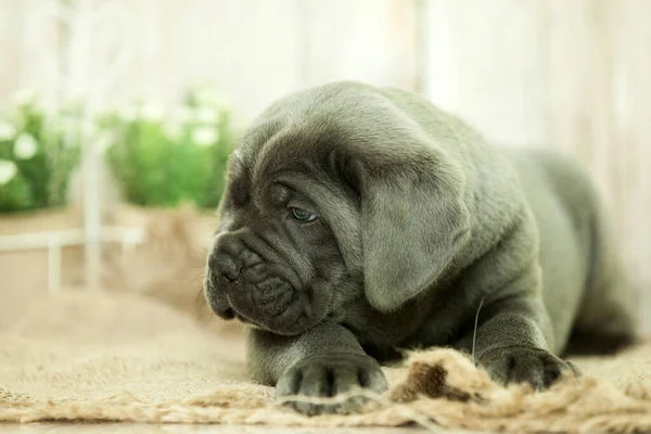 Cute Puppy Cane Corso Studio — Zdjęcie stockowe