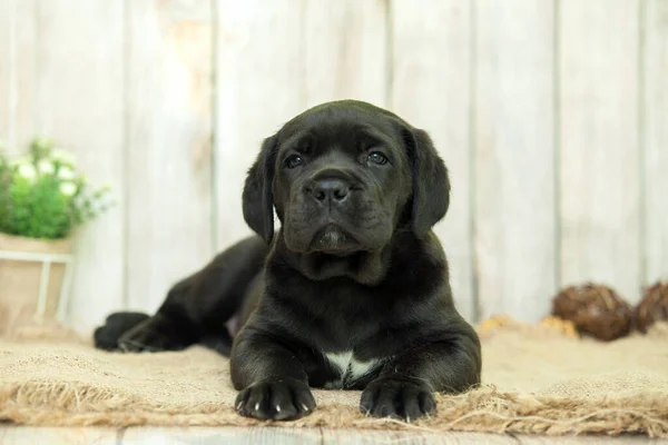 Cute Puppy Cane Corso Studio — Zdjęcie stockowe