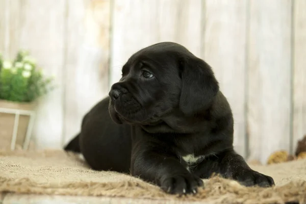 Leuke Puppy Cane Corso Studio — Stockfoto