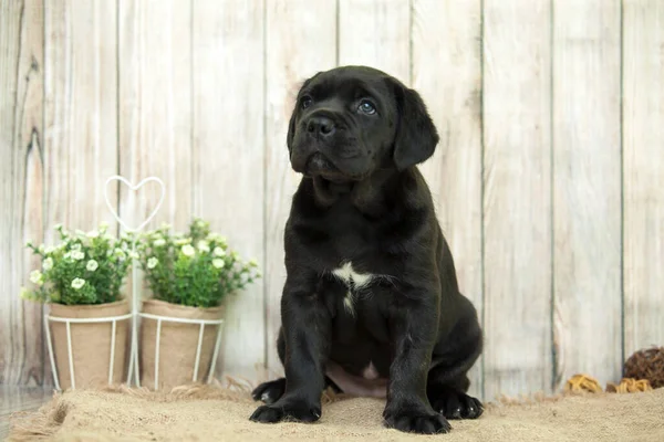 Cucciolo Carino Cane Corso Studio — Foto Stock