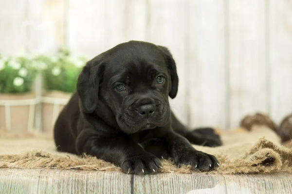 Cute Puppy Cane Corso Studio — Zdjęcie stockowe