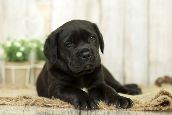 Cute Puppy Cane Corso Studio — Zdjęcie stockowe