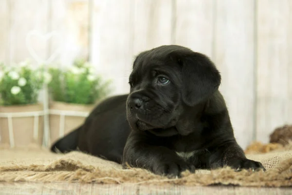 Cute Puppy Cane Corso Студии — стоковое фото