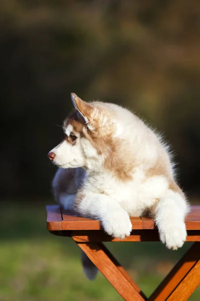 Siberian Husky Puppy Outdoors — Stock Photo, Image