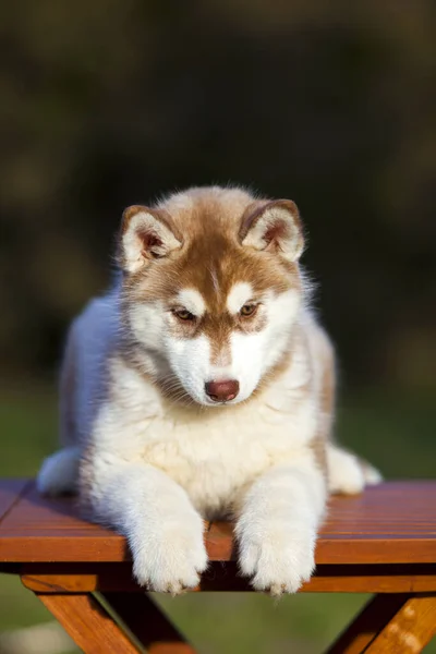 Sibirien Husky Valp Utomhus — Stockfoto