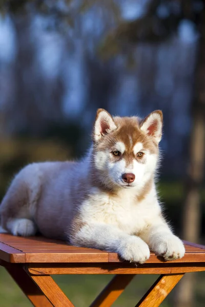 Σιβηρίας Husky Κουτάβι Εξωτερικούς Χώρους — Φωτογραφία Αρχείου