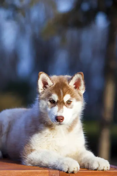 Σιβηρίας Husky Κουτάβι Εξωτερικούς Χώρους — Φωτογραφία Αρχείου