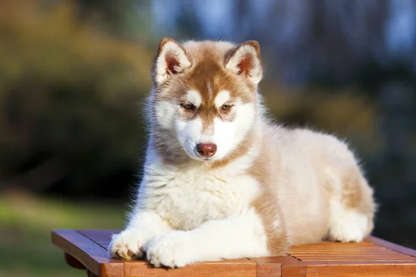 Siberian Husky Puppy Outdoors — Stock Photo, Image