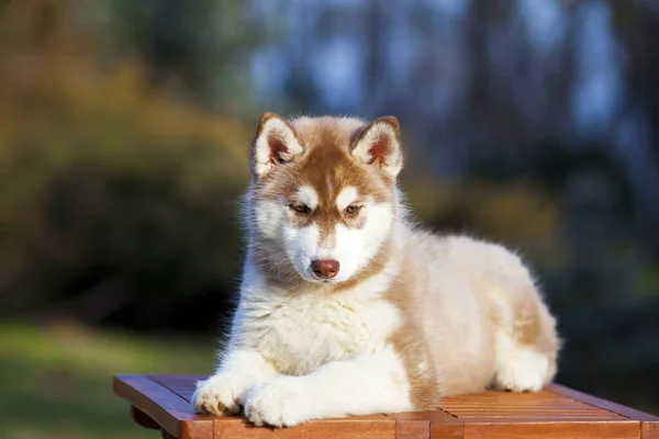 シベリアハスキー子犬屋外 — ストック写真