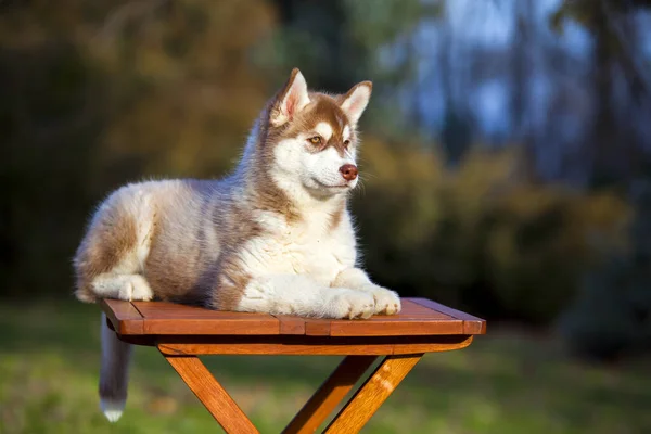 Cachorrinho Husky Siberiano Livre — Fotografia de Stock