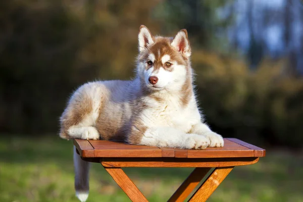 Cachorrinho Husky Siberiano Livre — Fotografia de Stock