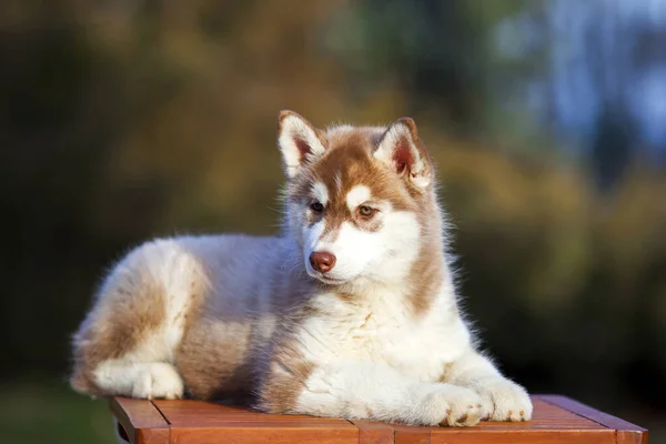 Sibiřský Husky Štěně Venku — Stock fotografie