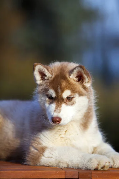 Σιβηρίας Husky Κουτάβι Εξωτερικούς Χώρους — Φωτογραφία Αρχείου