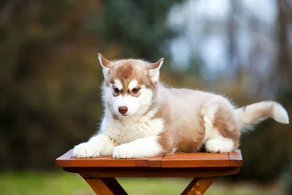 Cachorrinho Husky Siberiano Livre — Fotografia de Stock