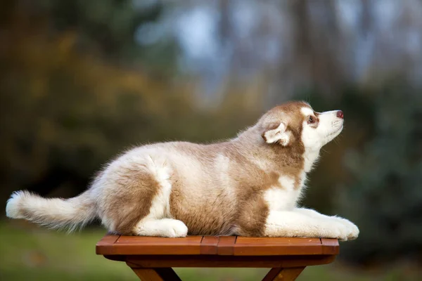 Sibiřský Husky Štěně Venku — Stock fotografie