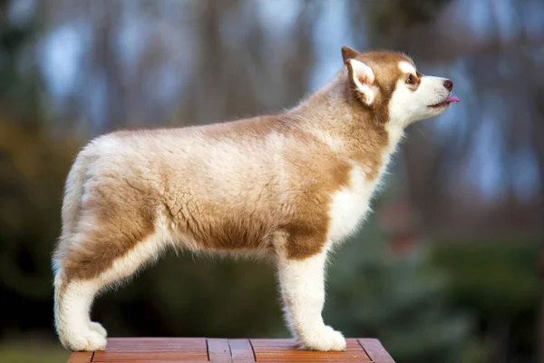 Siberische Husky Puppy Buiten — Stockfoto