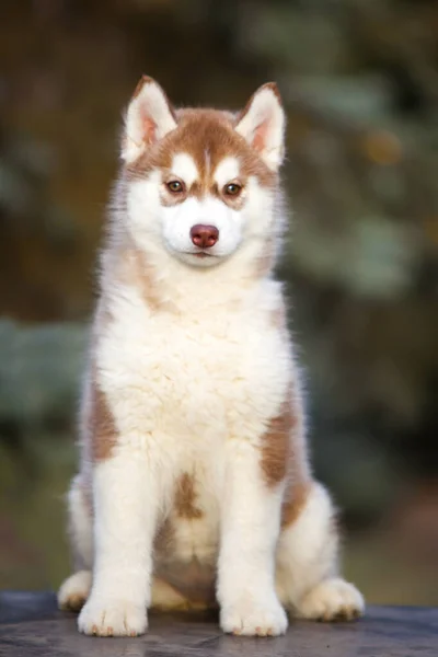 Siberiano Husky Cucciolo All Aperto — Foto Stock