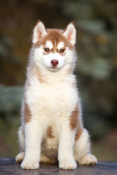 Cachorrinho Husky Siberiano Livre — Fotografia de Stock