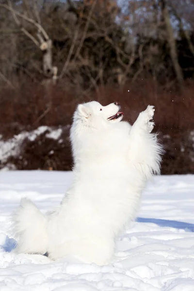 Sevimli Samoed Köpeği Açık Havada — Stok fotoğraf