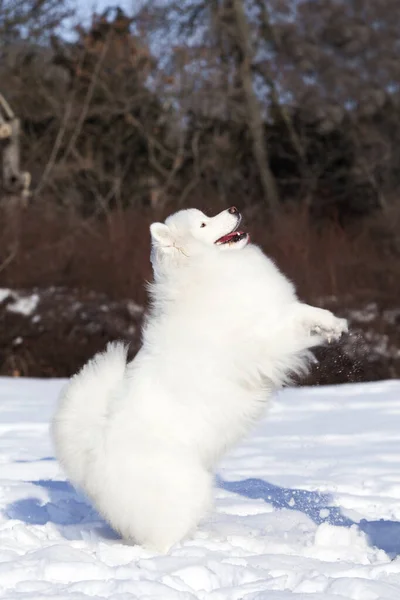 Schattige Samoed Hond Buiten — Stockfoto