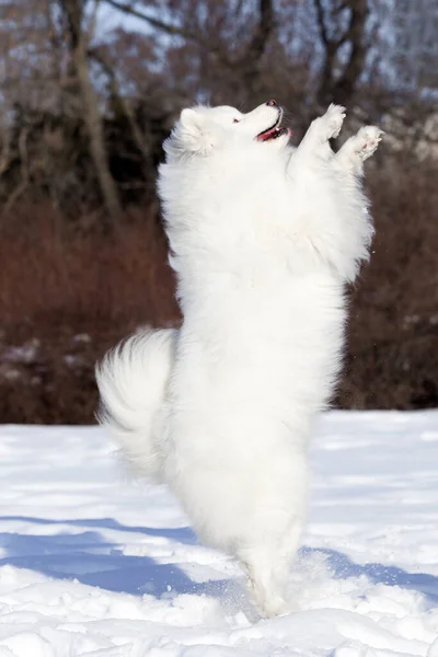 Uroczy Samoed Pies Świeżym Powietrzu — Zdjęcie stockowe