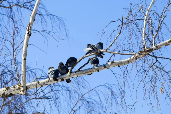 Troupeau Pigeons Assis Sur Arbre — Photo