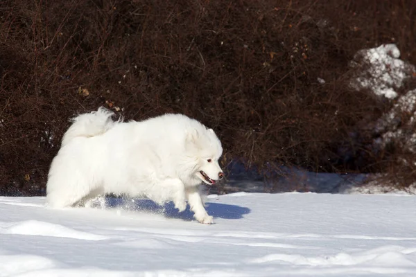 Adorable Samoed Dog Outdoors — Stock Photo, Image