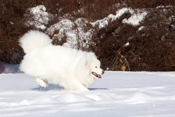 Adorable Samoed Dog Outdoors — Stock Photo, Image