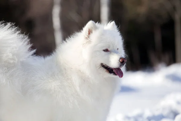 Adorable Perro Samoed Aire Libre — Foto de Stock