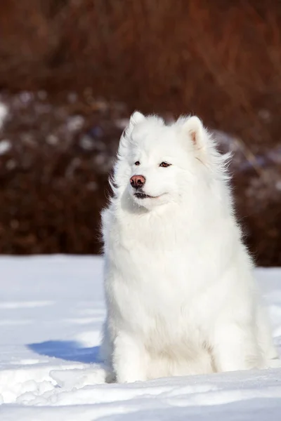 Bedårande Samoed Hund Utomhus — Stockfoto