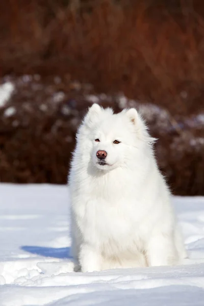 Adorável Samoed Cão Livre — Fotografia de Stock