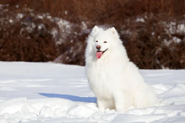 Schattige Samoed Hond Buiten — Stockfoto